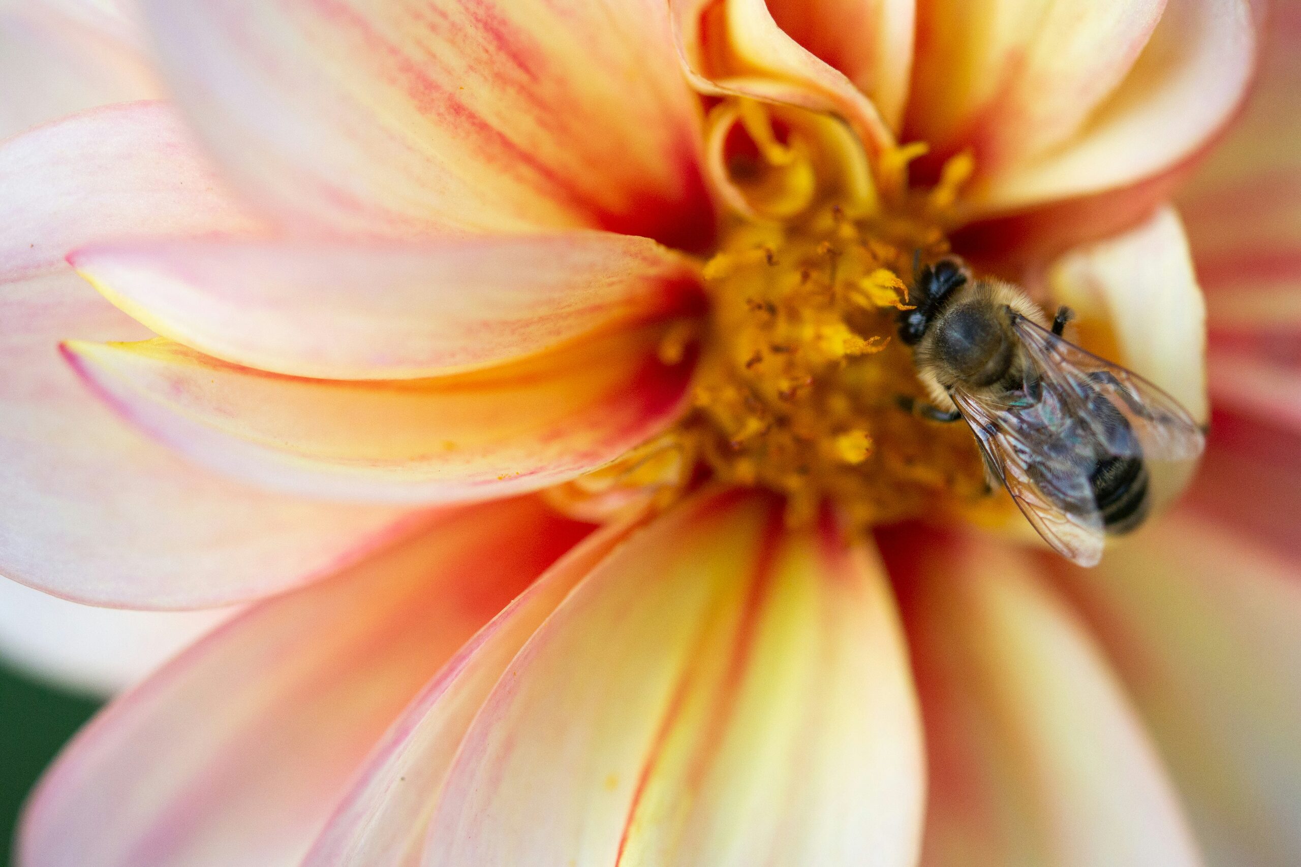 From Strategy to Impact: Activating Sustainability Messages